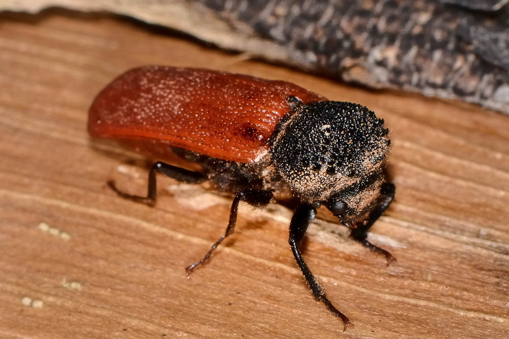 Bostrichidae: Bostrichus capucinus? S.